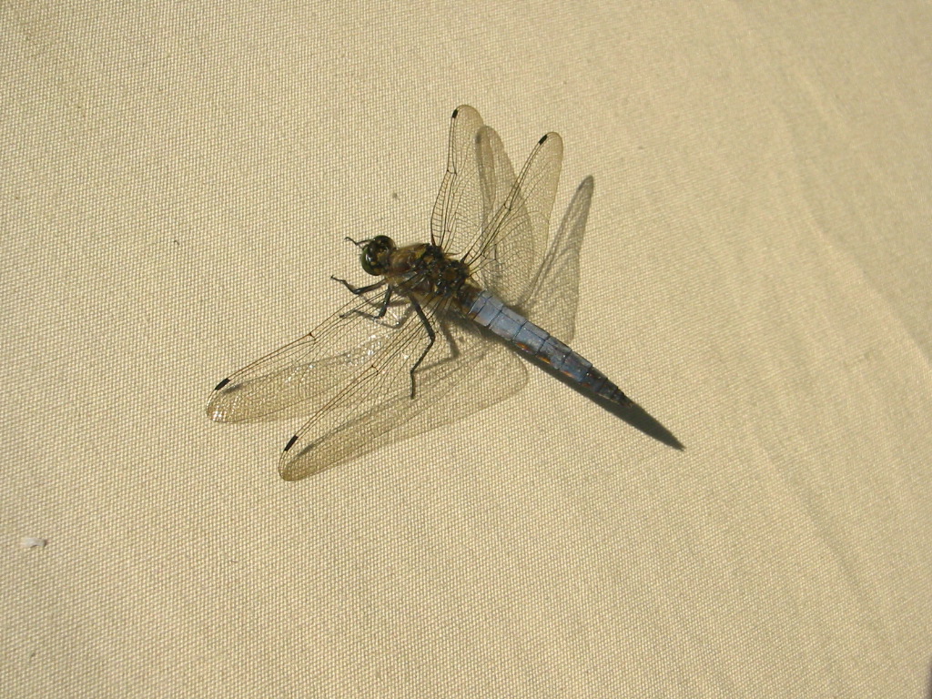 Dragonfly auf des Merlynns Zelt